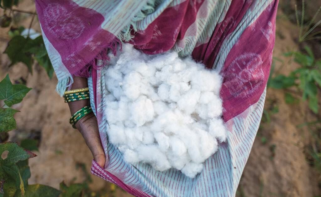 grows organic cotton from non-GMO cotton seeds