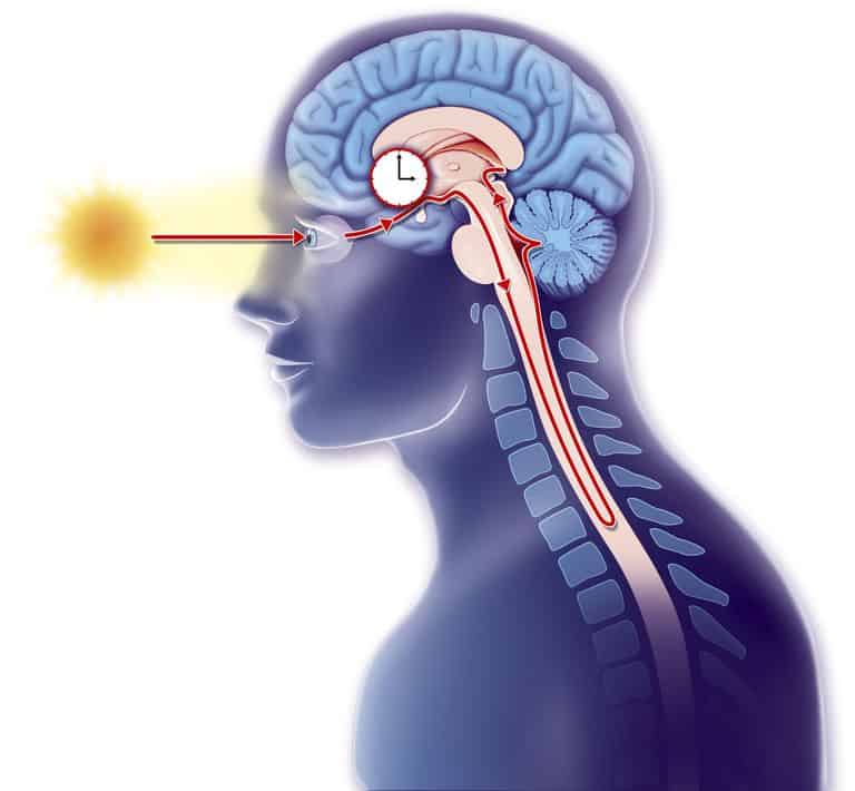 The effect of light on the circadian rhythm