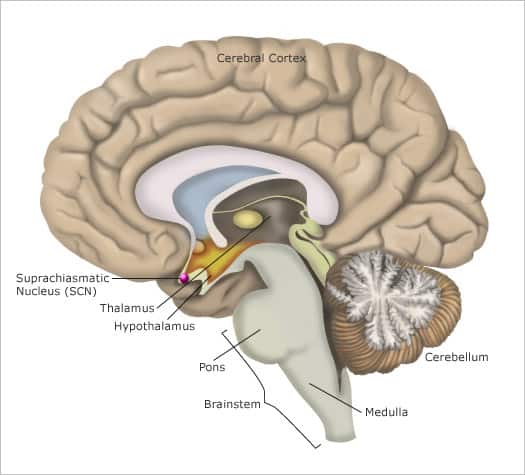 The location of the suprachiasmatic Nucleus (SCN) in each hemisphere of the brain