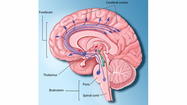 We stay awake by functions in two systems of neurons