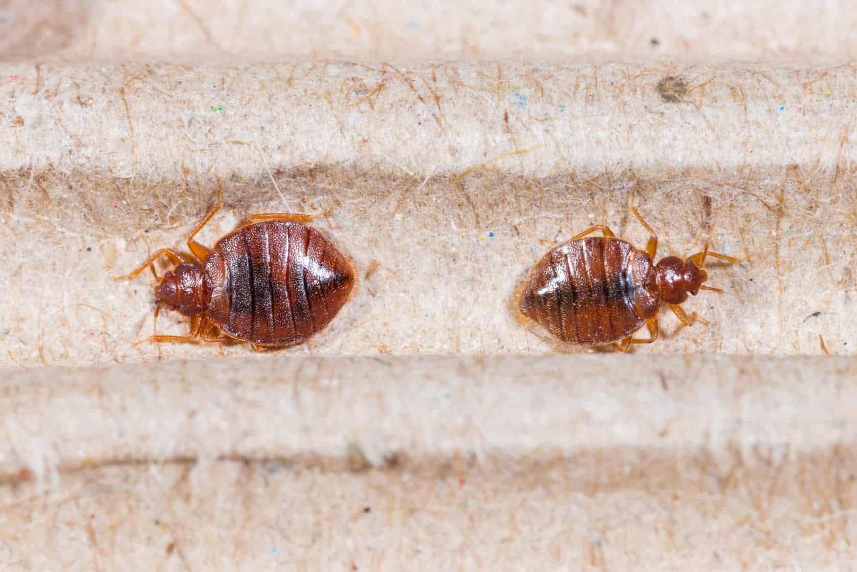 How to Get Rid of Bed Bugs