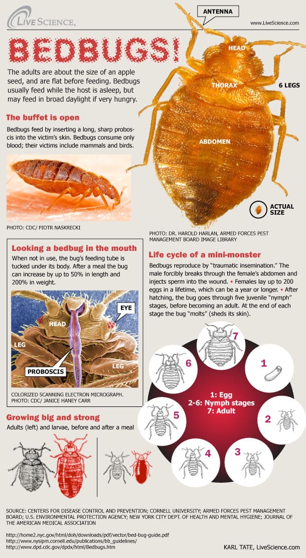 bedbug introduction from lifescience and where do where do bed bugs come from and what do bed bugs look like