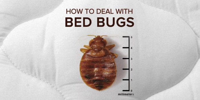 how to deal with bed bugs