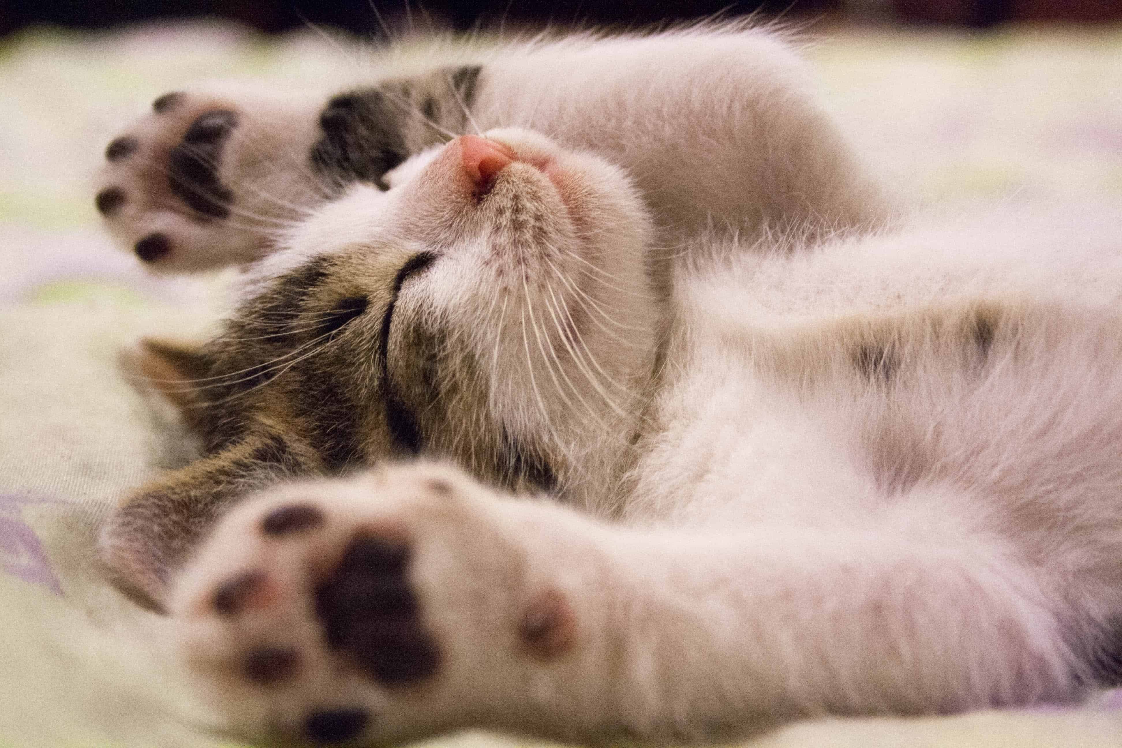 cat snoring