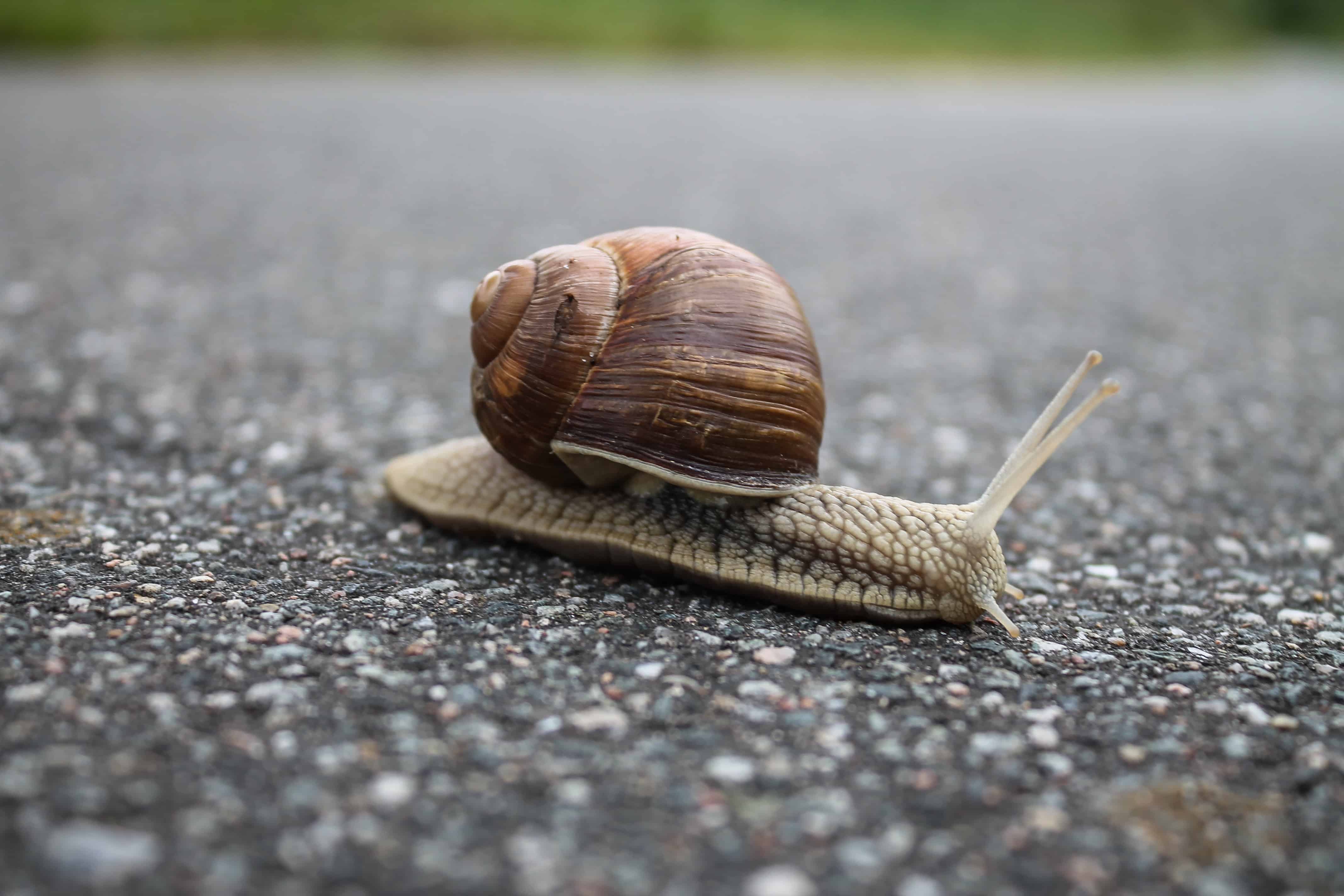 snails sleep