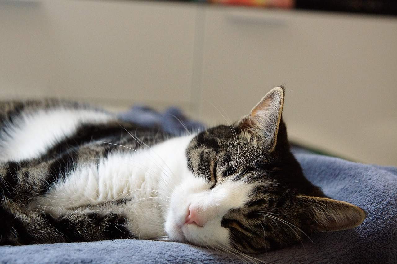 cat sleep so much