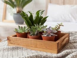 Plants for Your Bedroom to Help You Sleep