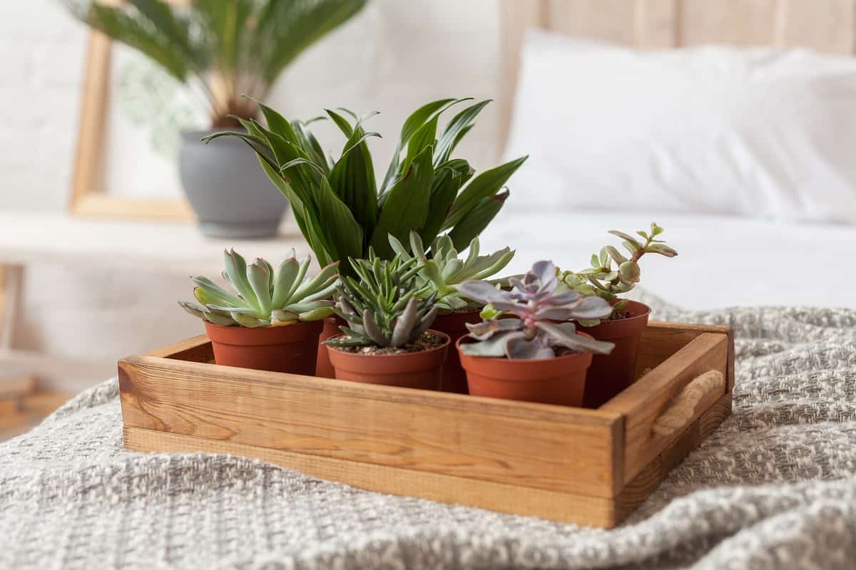 Plants for Your Bedroom to Help You Sleep