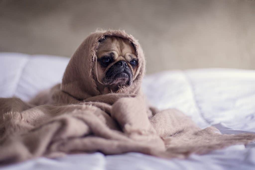 dog on bed